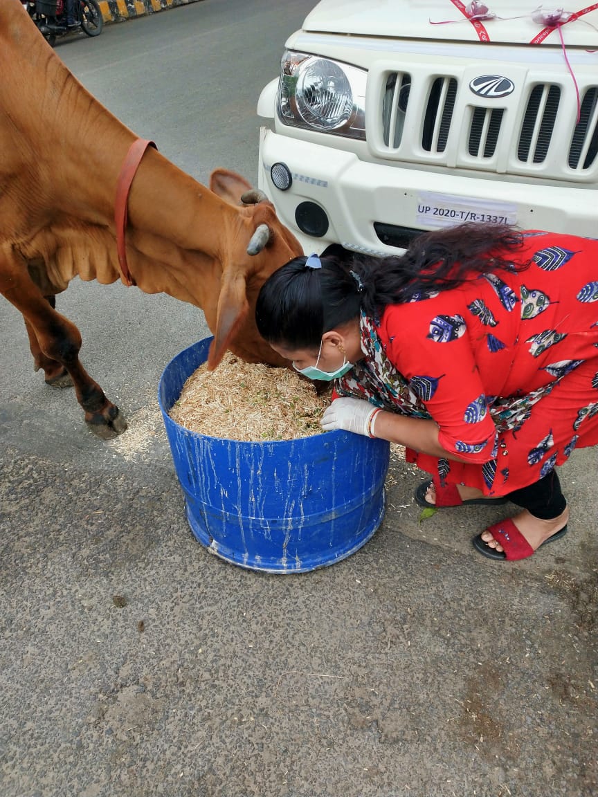 Cow Feeding