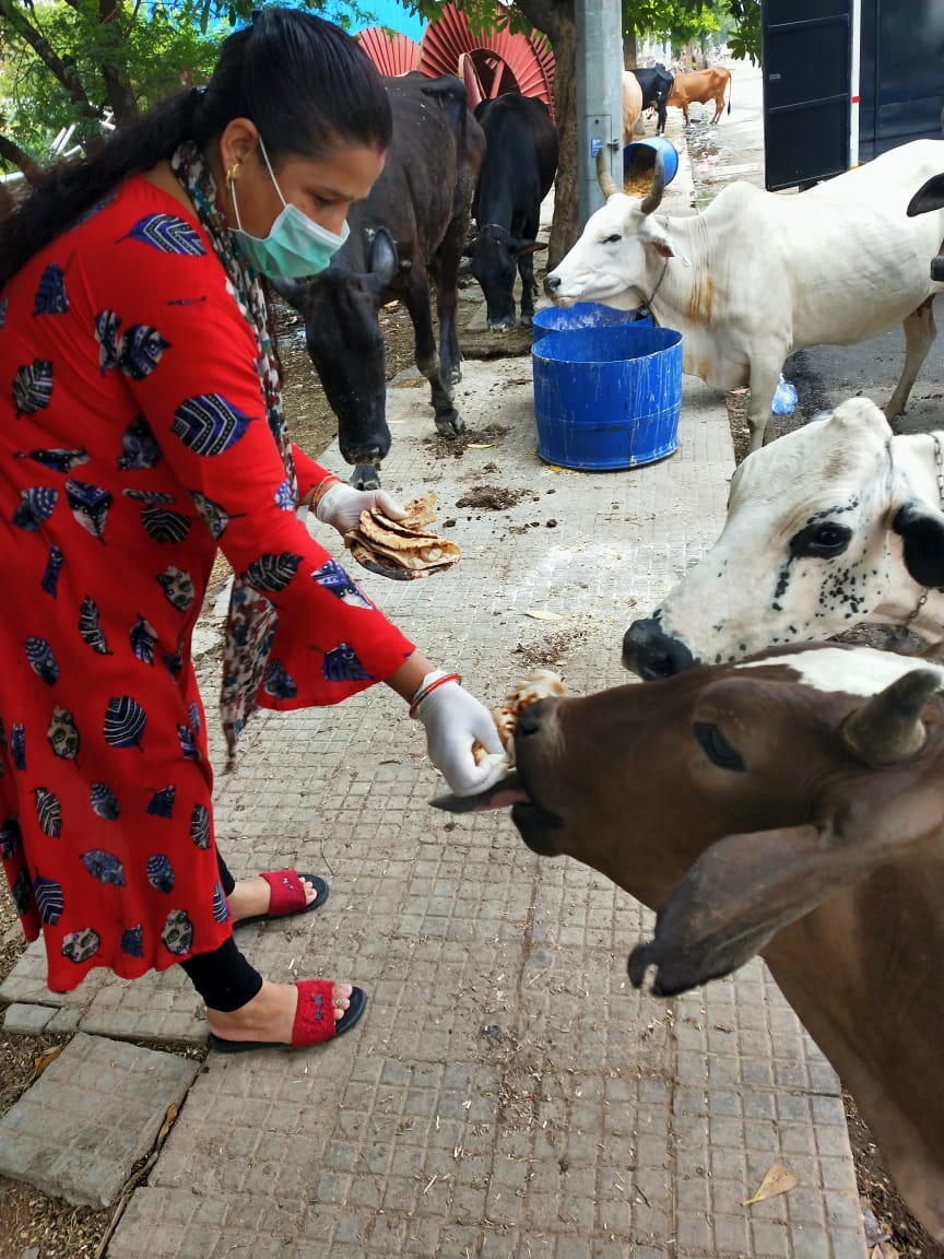 Cow Feeding